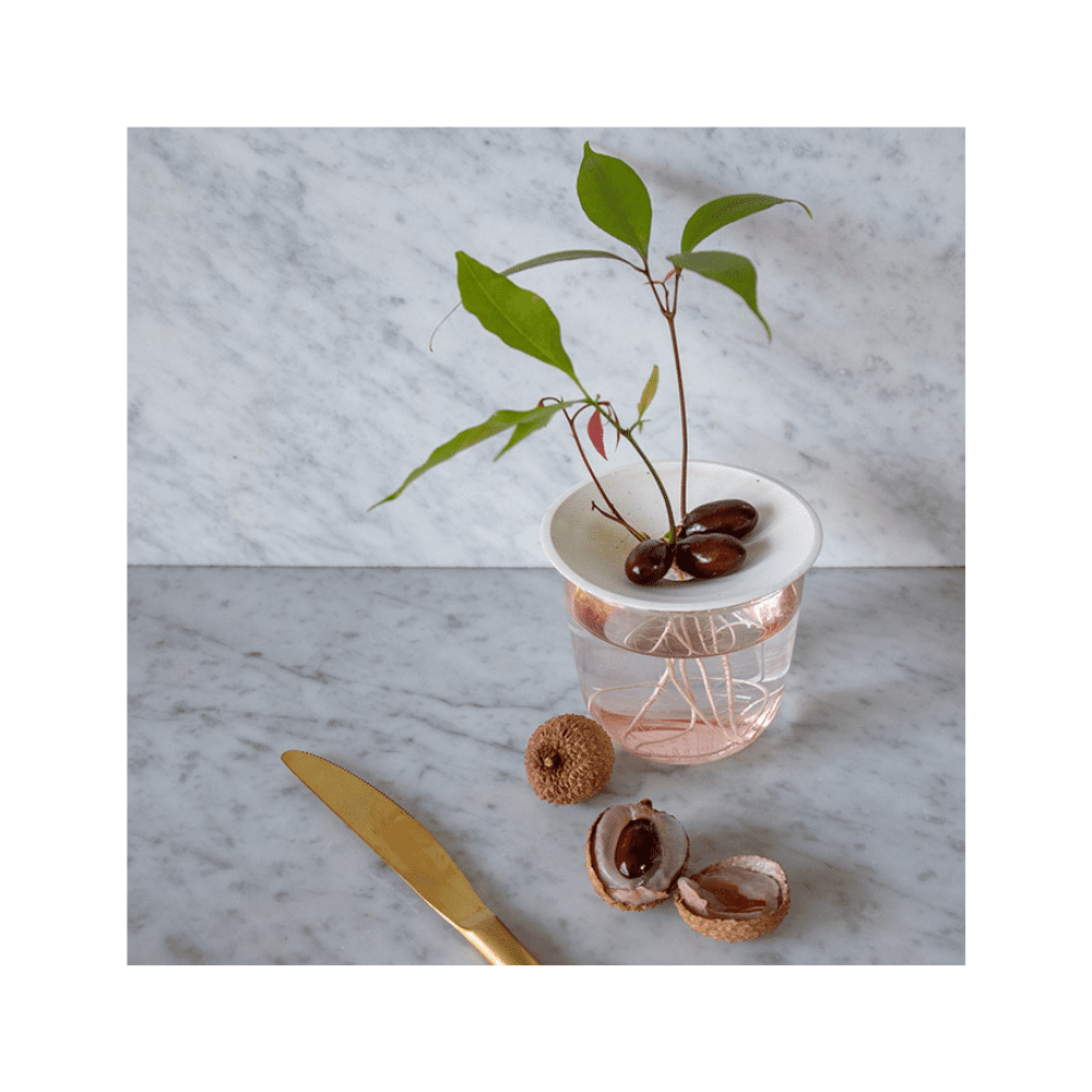 Plaque de germination et de propagation en porcelaine - Small – Image 5