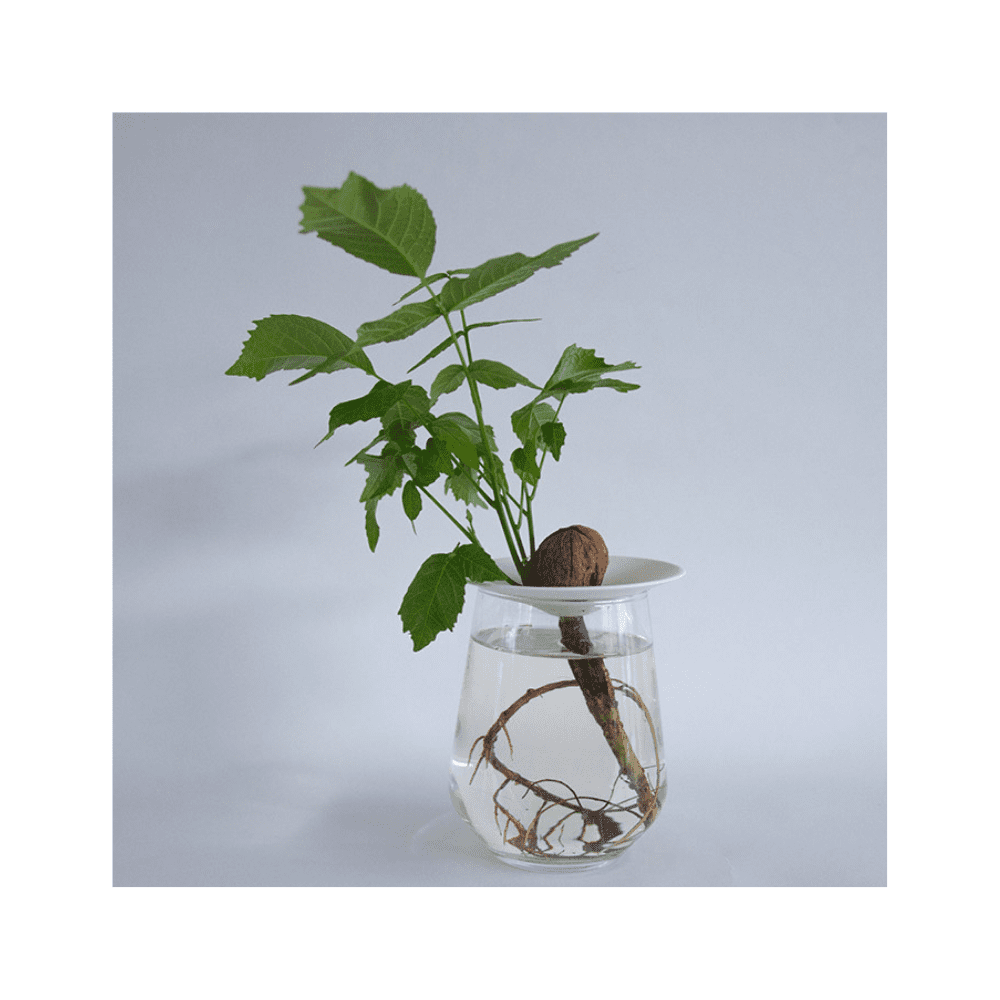 Plaque de germination et de propagation en porcelaine - Small – Image 4