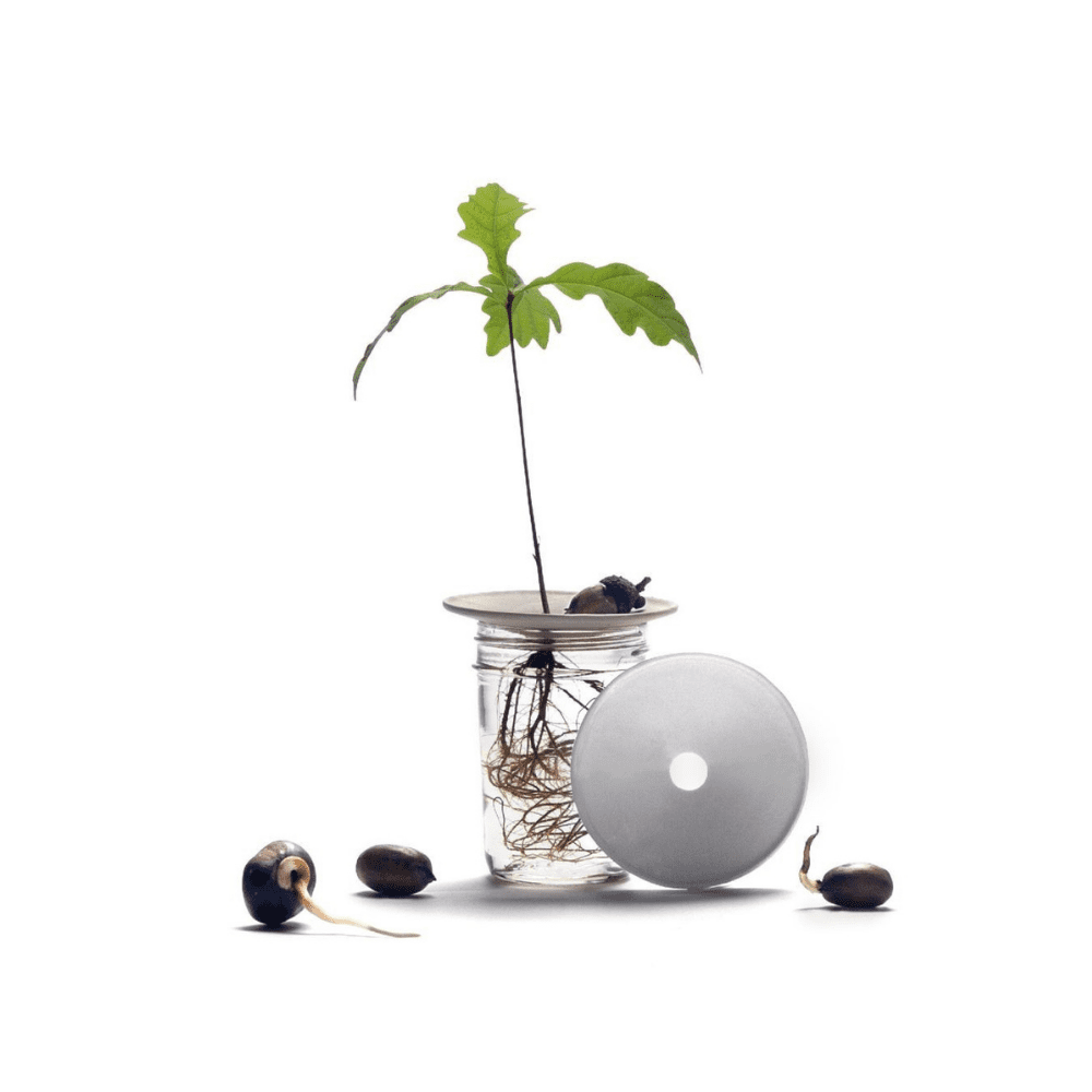 Plaque de germination et de propagation en porcelaine - Small