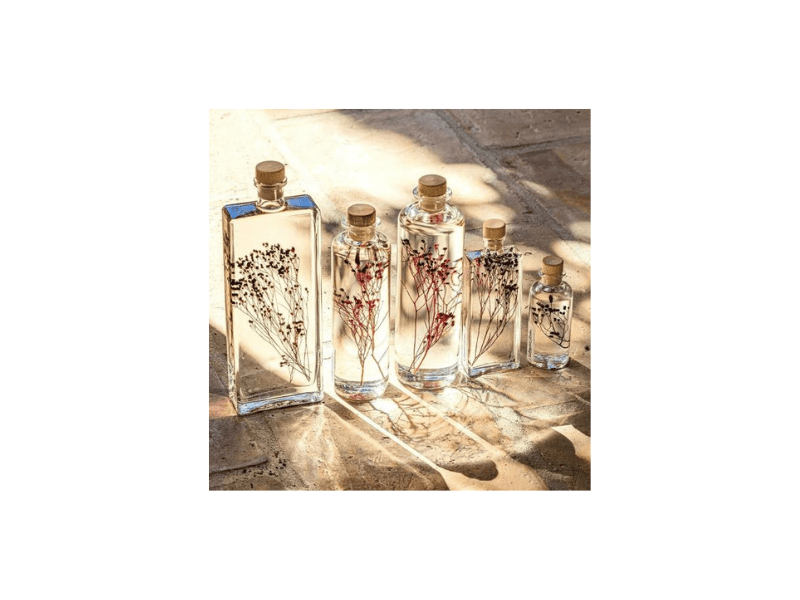 L'Herbarium de Théophile - Broom bloom rouge - plante immergée