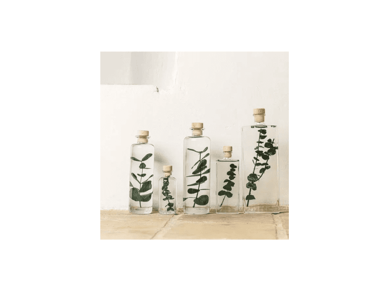 L'Herbarium de Théophile - Eucalyptus - plante immergée