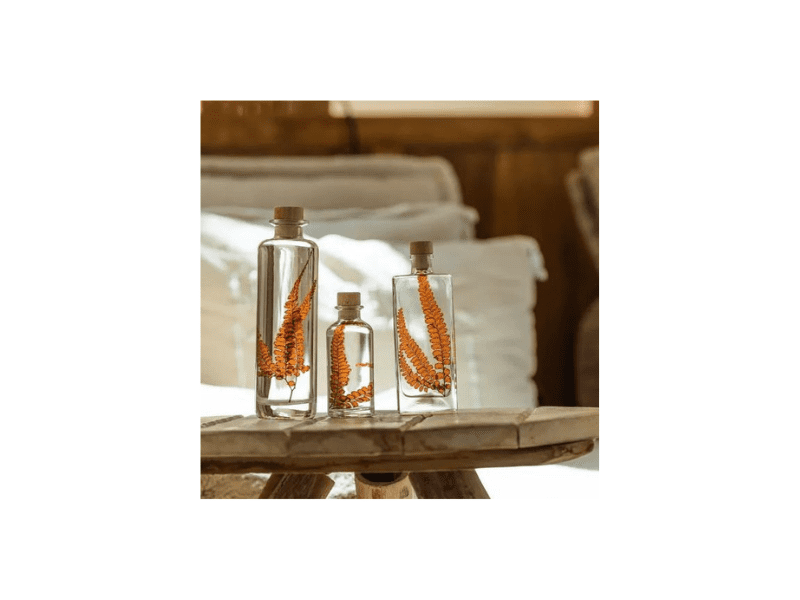 L'Herbarium de Théophile - Fougère Felci rouge boisé - plante immergée