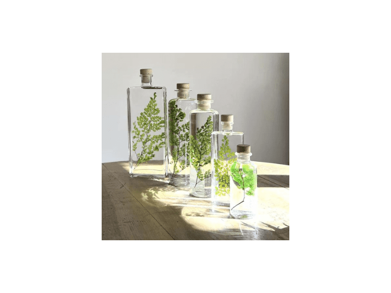 L'Herbarium de Théophile - Fougère Luthi verte - plante immergée