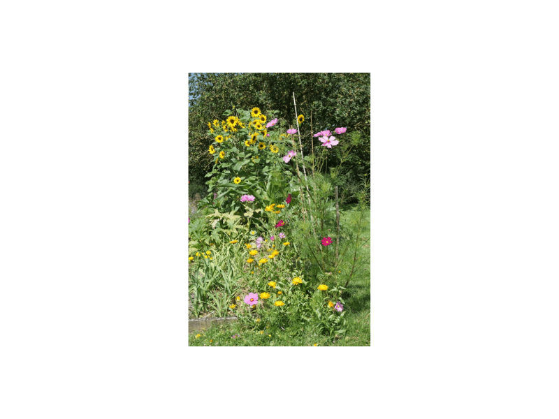 Semences "Mille mercis" – Image 3